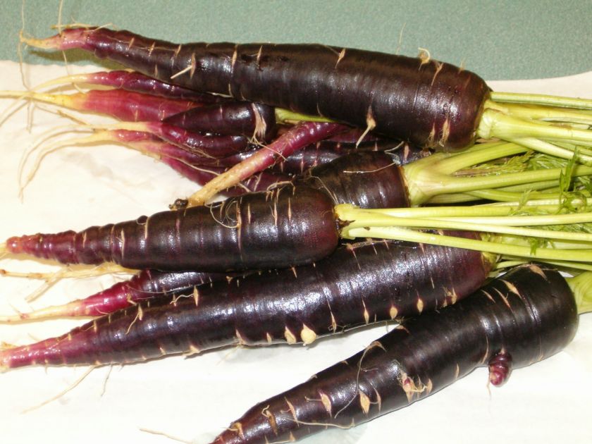 RARE ANATOLIAN HEIRLOOM FRESH BLACK CARROT 100+ SEEDS  