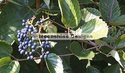 ARROWWOOD Viburnum Shrub SEEDS  