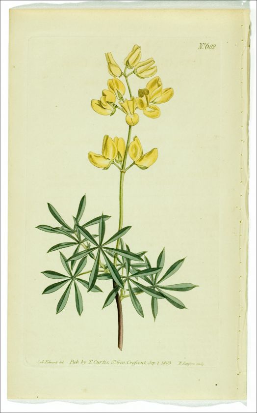 1803 Original Antique H/C CURTIS Print 682~ BUSH LUPINE  