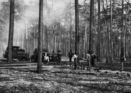 Longleaf Pine Forest Logging railroad track laying  