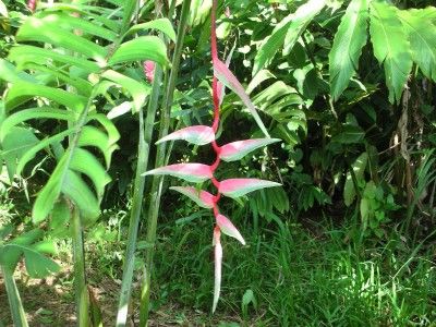 Hanging Pendant Heliconia Sexy Pink Plant Rhizome Platystachys 