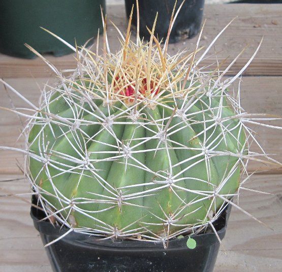 Ferocactus pottsii v. Alamosanus Balloon Cactus 8  