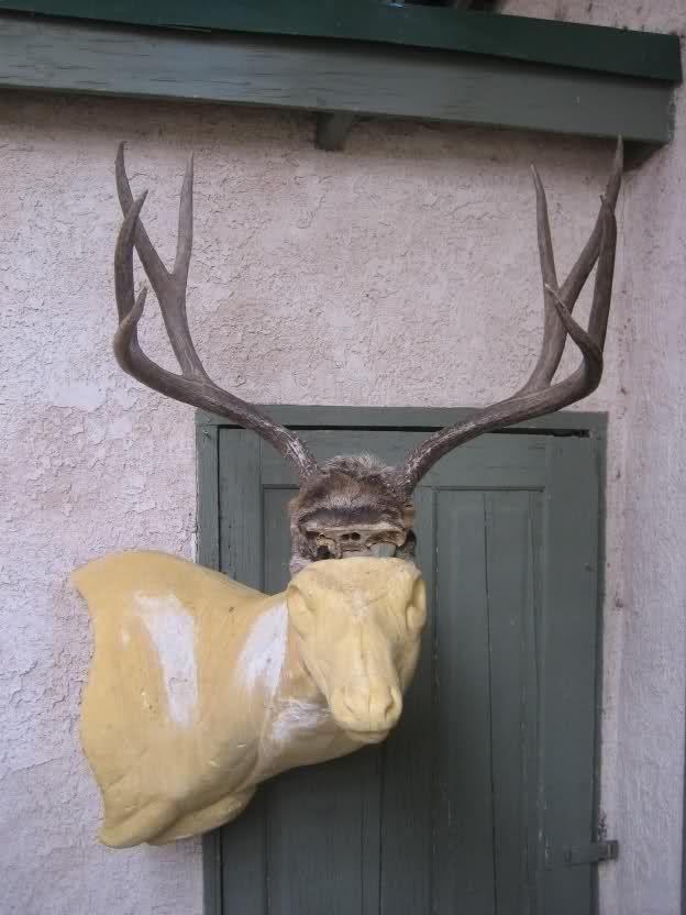 Perfect 4x4 mule deer rack on a solid skull plate, excellent color 