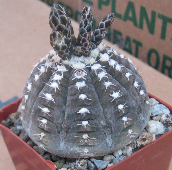 Gymnocalycium ragonesii Flat Brown Dwarf Body White Flr  