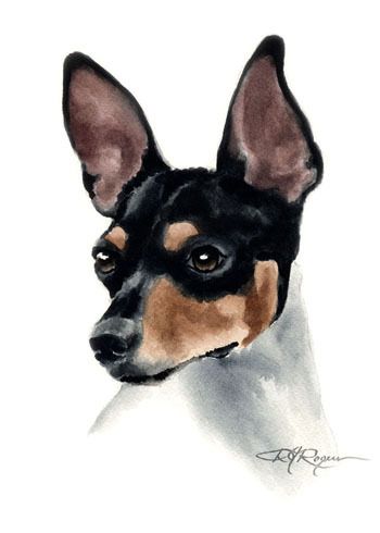 RAT TERRIER Watercolor Dog Art ACEO Print Signed DJR  