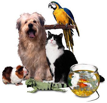 Pet Supplies Store Shop Start Up Sample Business Plan  