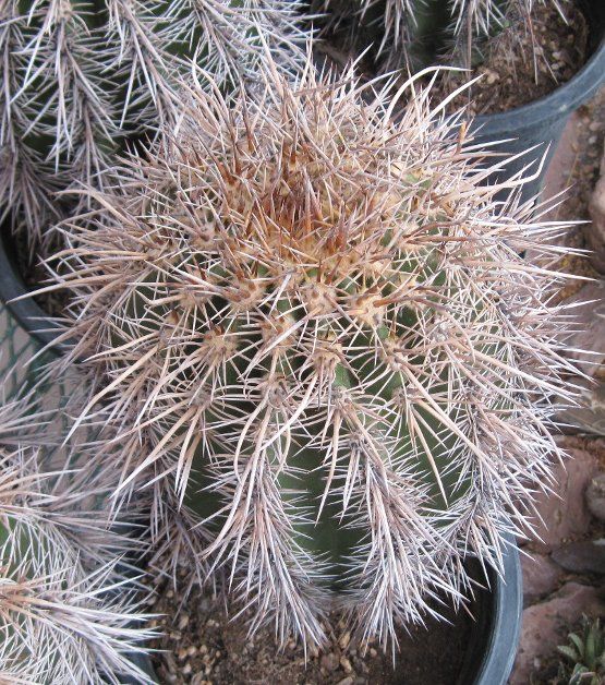 Carnegiea gigantea Saguaro Cactus 14 Inches Tall  