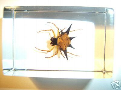Insect Specimen   Spiny Spider (Gasteracantha sp.)  