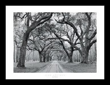 OAK ARCHES Landscape art FRAMED PRINT  Jim Morris  