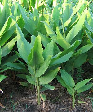 Rhizome BOESENBERGIA PANDURATA KraChai Cooking Plant  