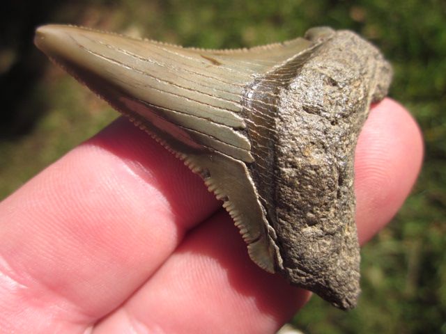 ANGUSTIDENS SHARK Tooth Megalodon Teeth SCUBA SC  