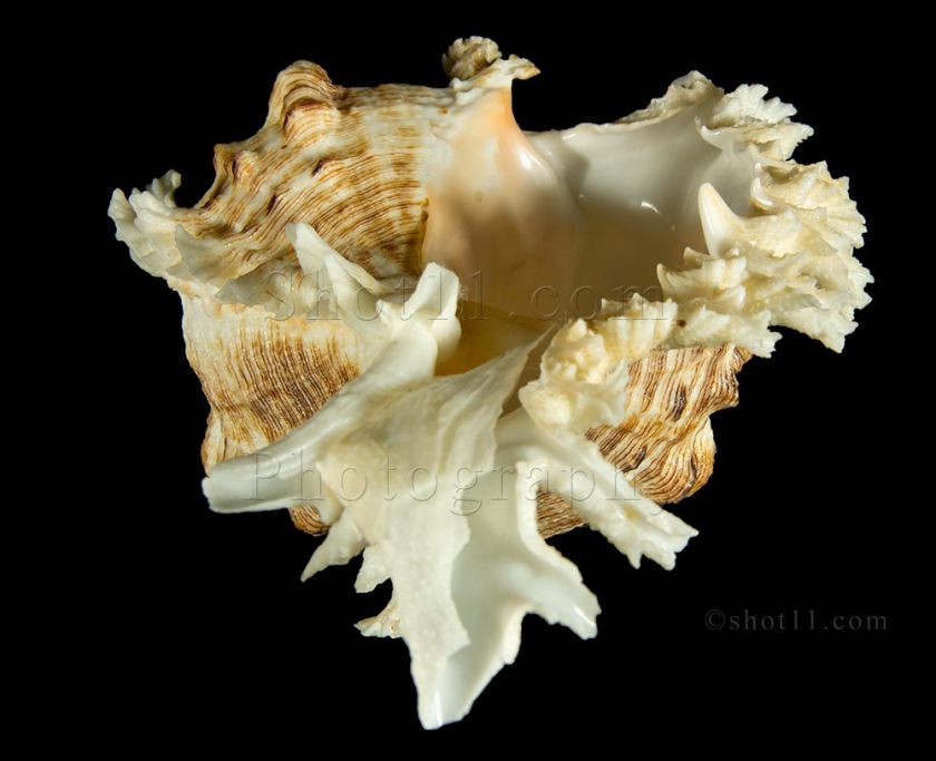   ramosus 153.4mm F+++ BIG AWESOME Philippines Seashells  