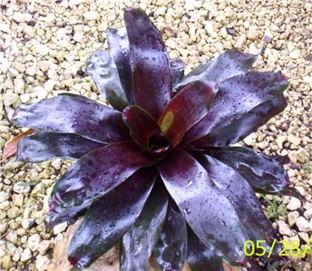 HUGE BROMELIAD NEOREGELIA ROYAL BURGUNDY LIVE TROPICAL PLANT  