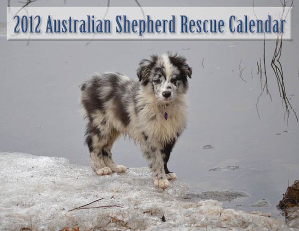 2012 Australian Shepherd Calendar  