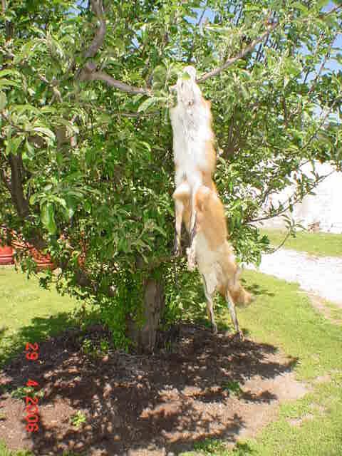 Red fox w/ ft garment tanned trap wild fur skin hide NR  